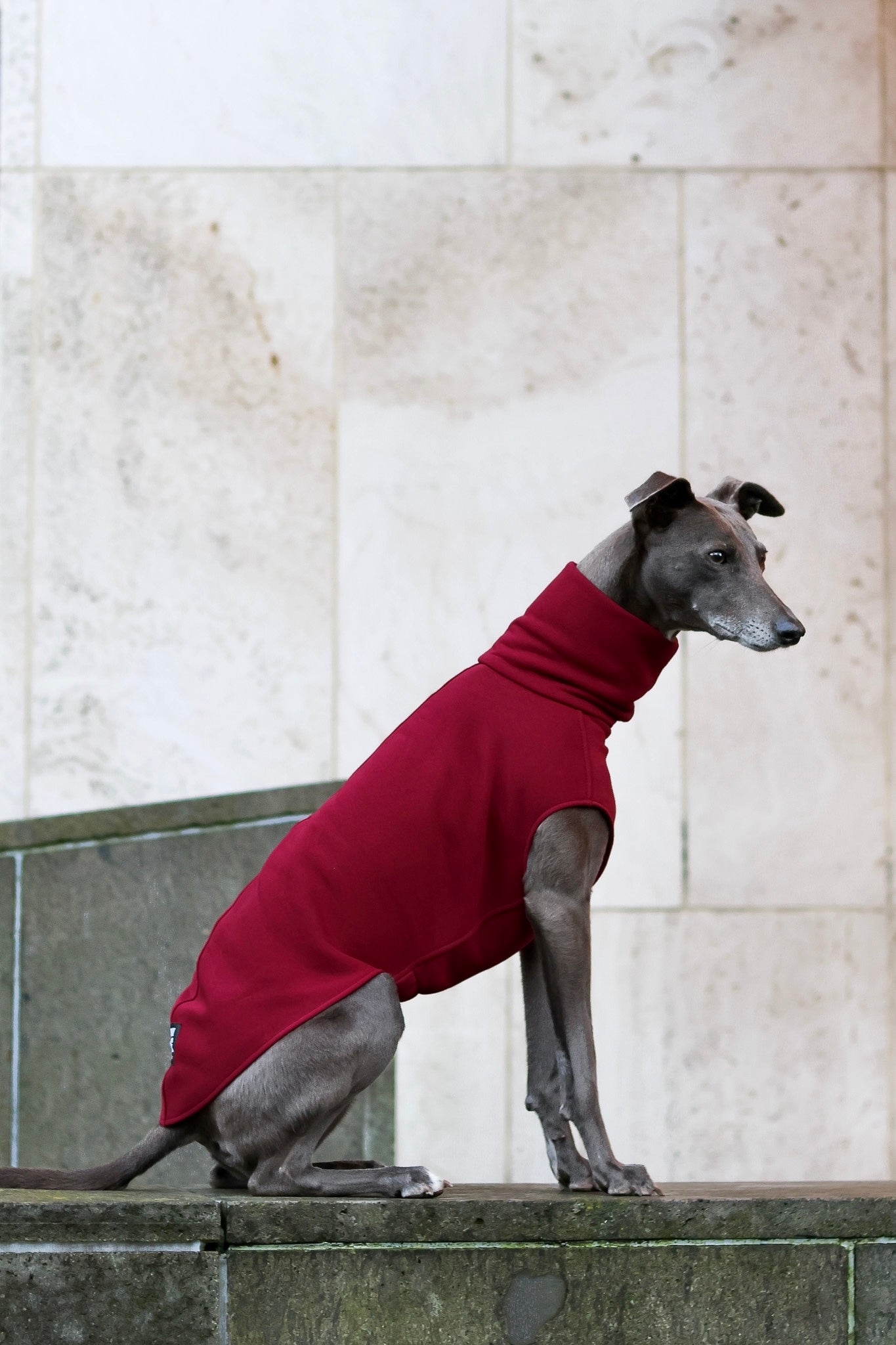 The Daily Longsleeve