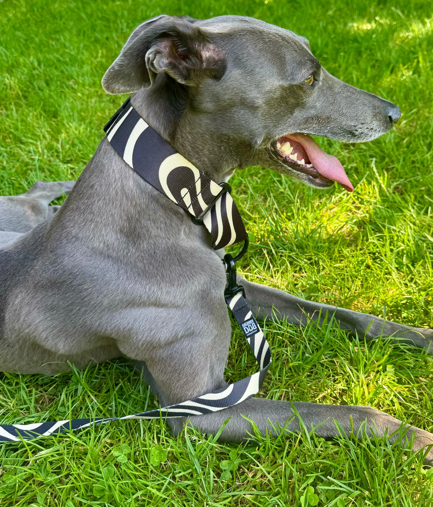 Leash & Collar Multipack