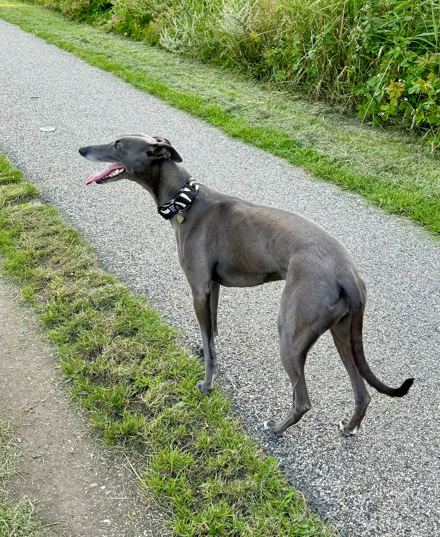 Leash & Collar Multipack