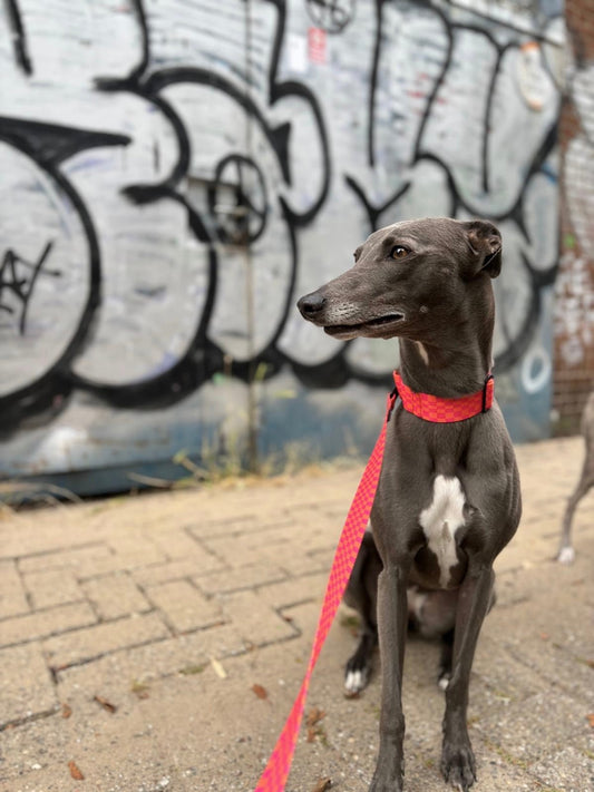 Martingale Collar - Skinny Dog Collective