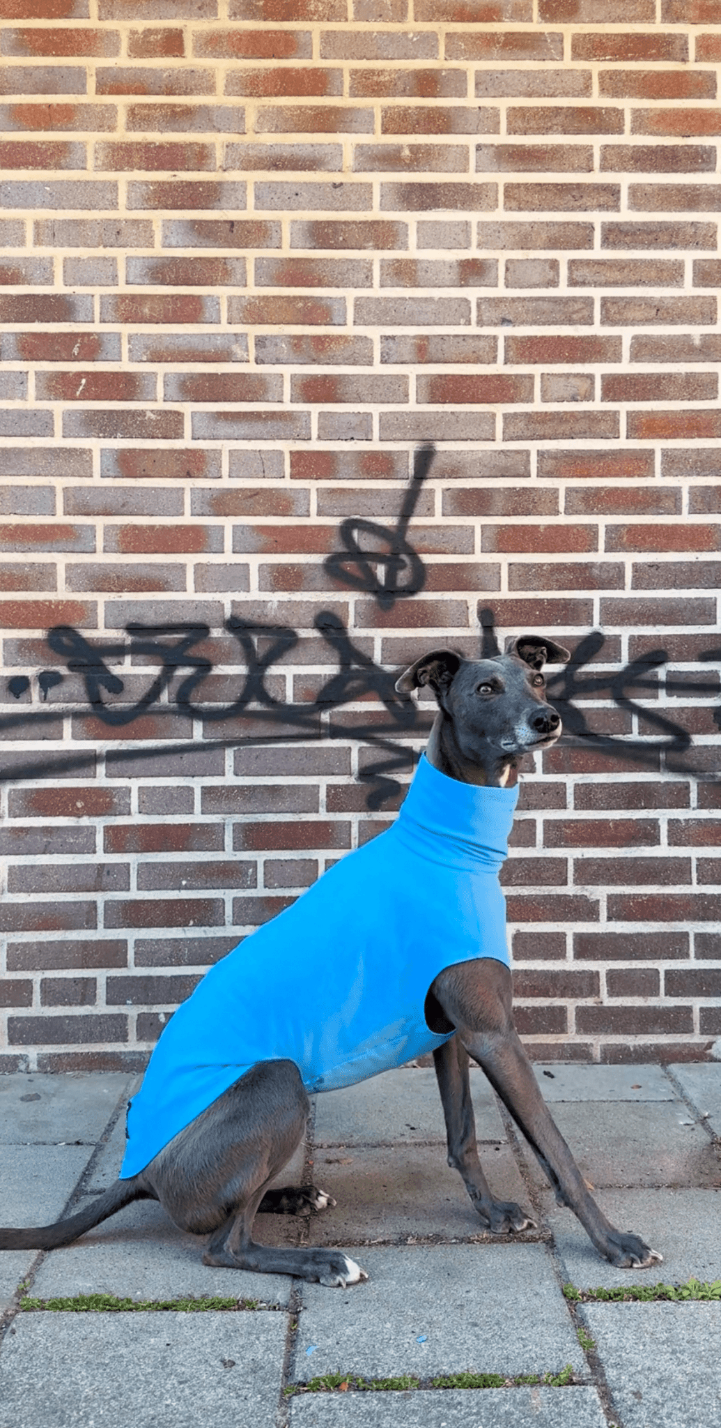 The Inbetweener - Skinny Dog Collective