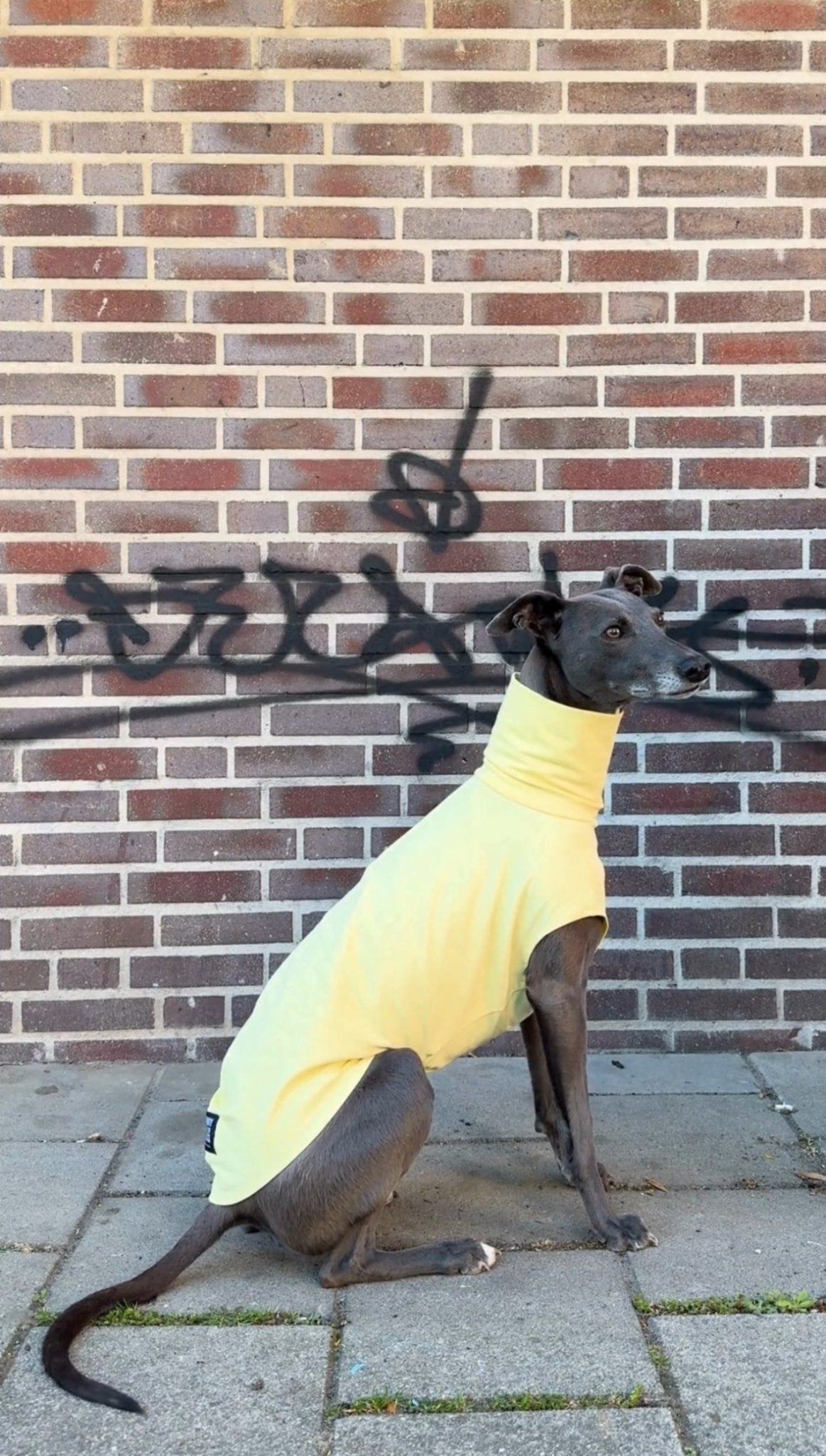 The Inbetweener - Skinny Dog Collective