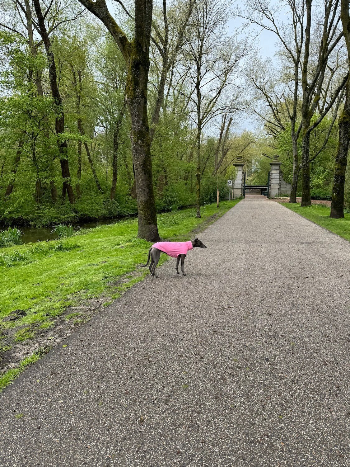 The Inbetweener - Sleeveless (Wholesale) - Skinny Dog Collective