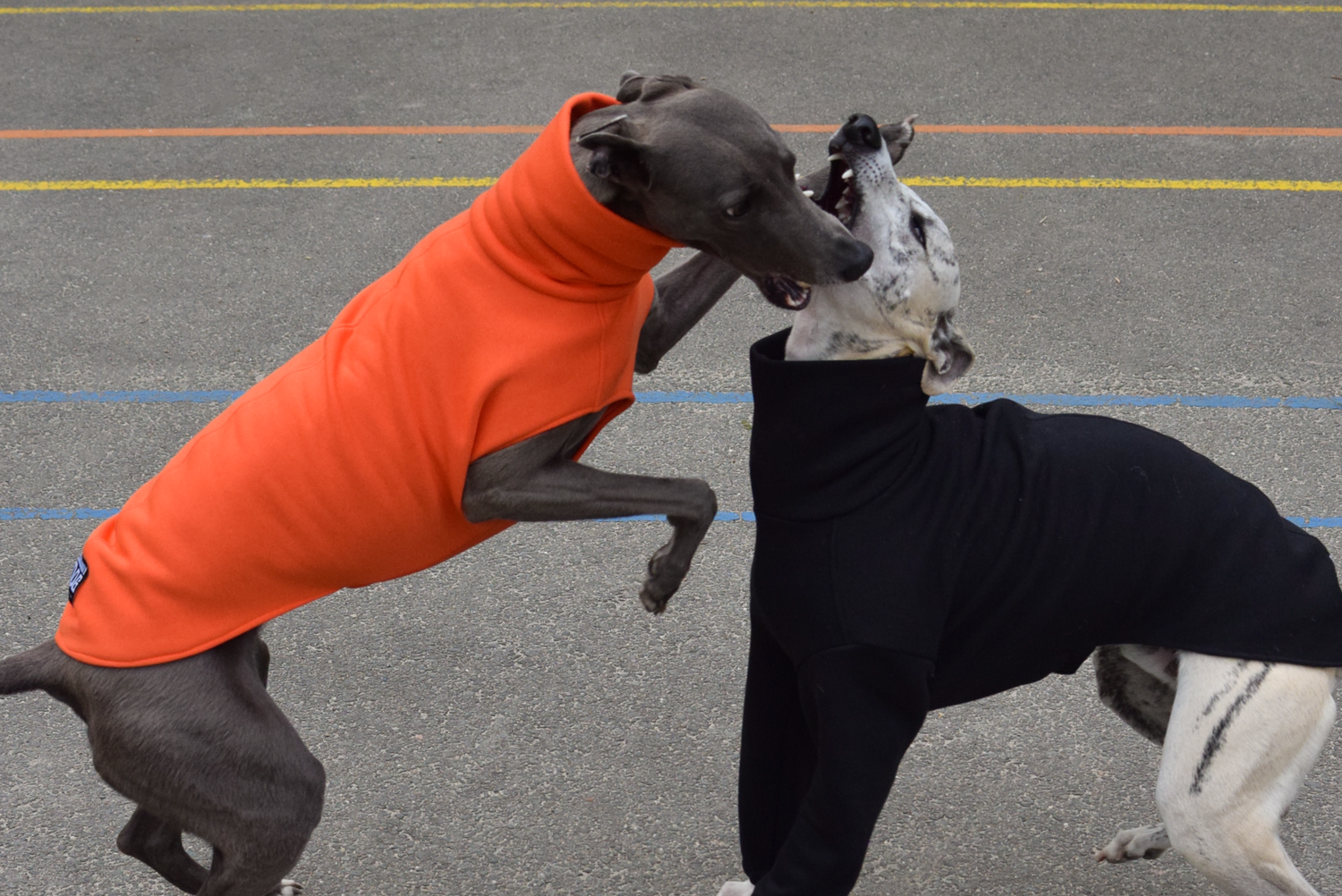 two dogs playing and biting at each other in their whippet jumpers
