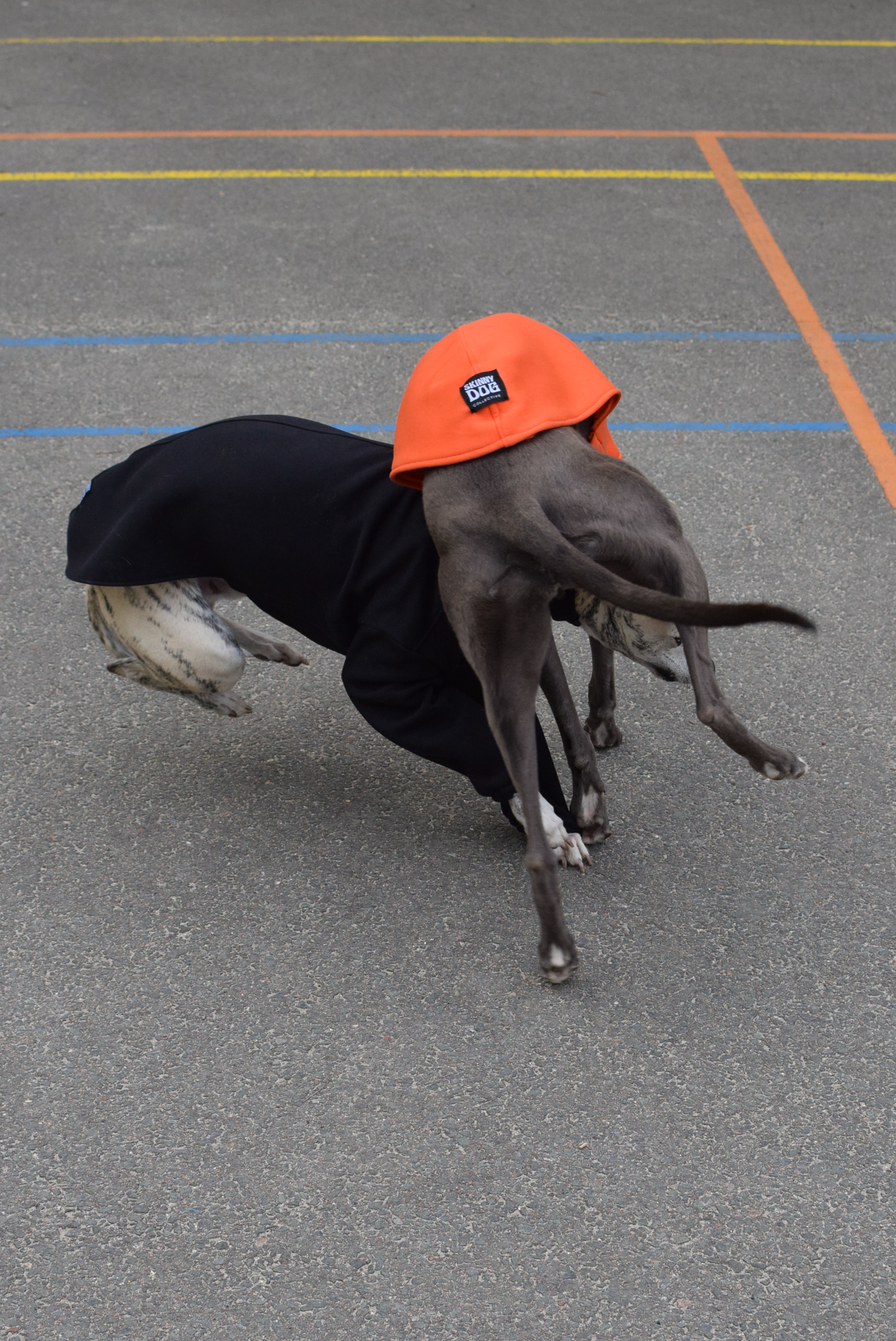 two whippets playing in their skinny dog sighthound clothing