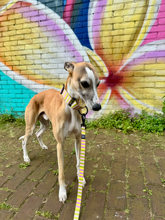 Leash & Collar Combo