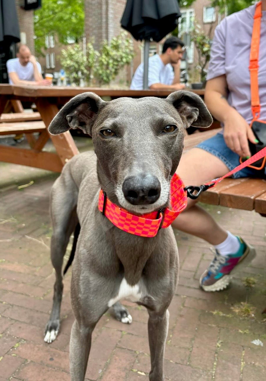 Martingale Collar