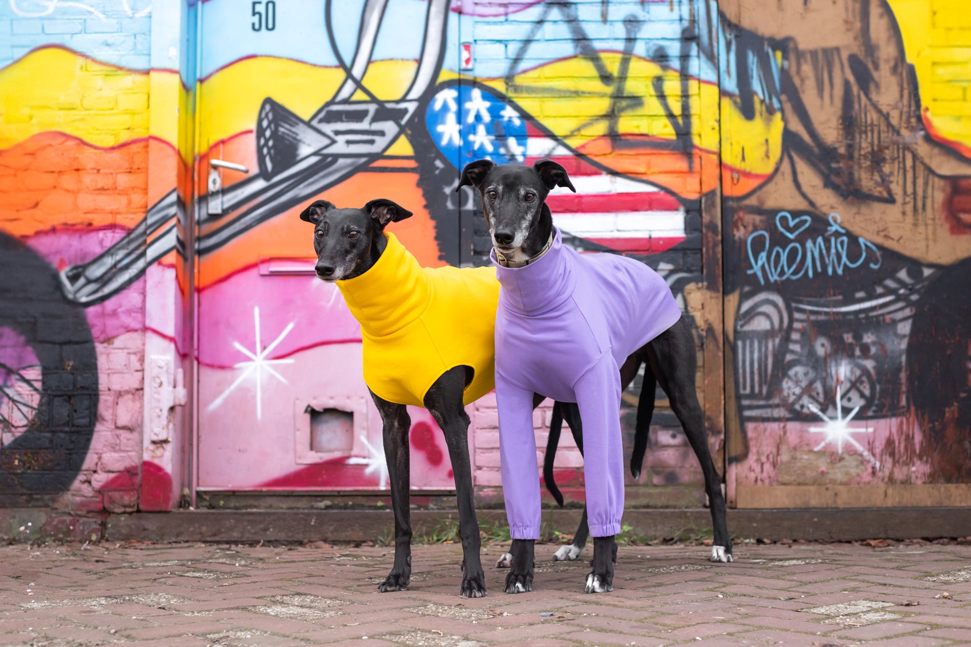 Two whippets in skinny dog clothing in front of a graffiti wall
