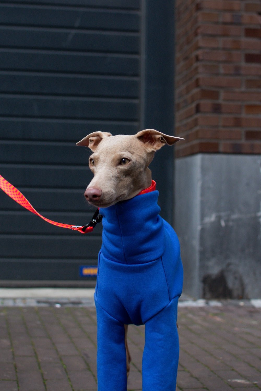 The Daily Longsleeve - Skinny Dog Collective