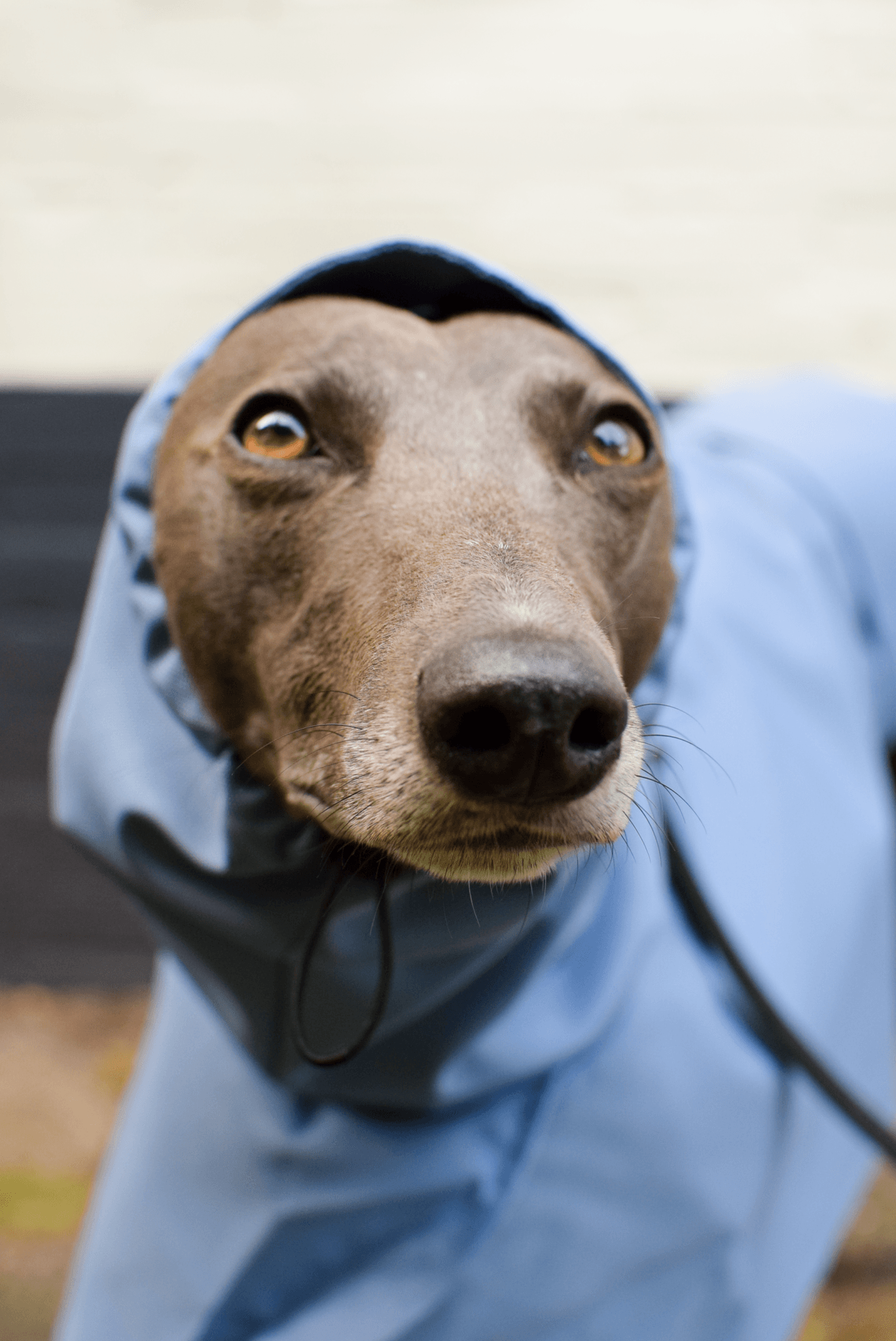 The Dramac (wholesale) - Skinny Dog Collective
