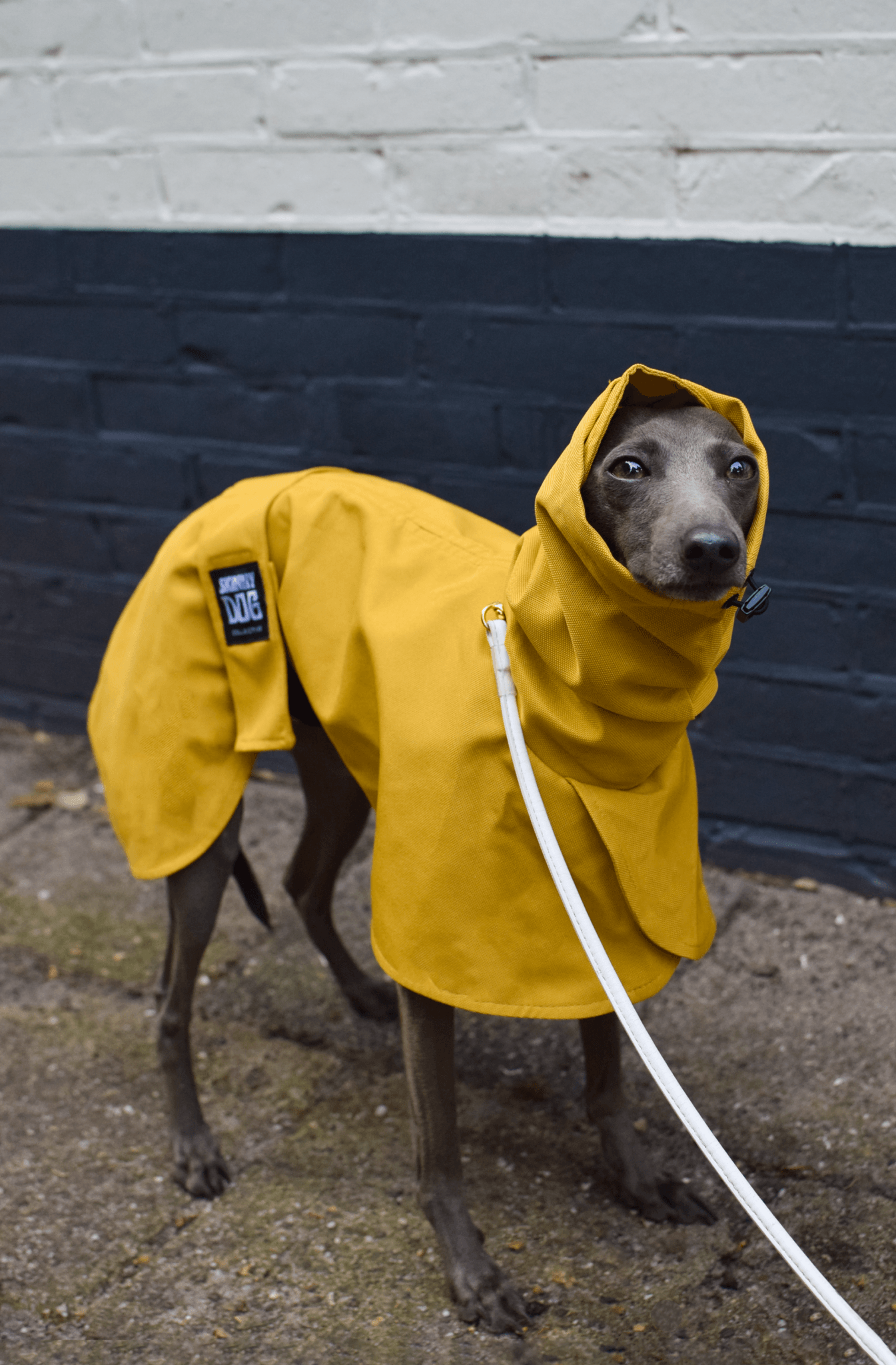 The Dramac (wholesale) - Skinny Dog Collective