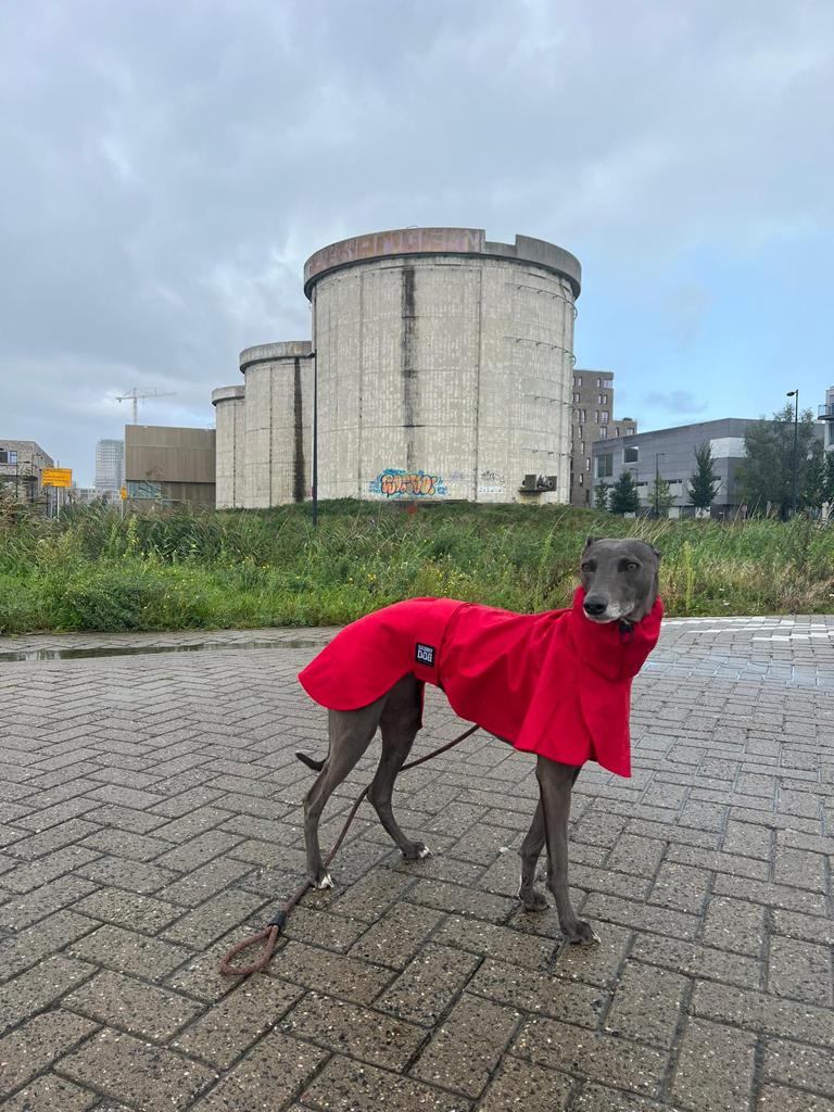 The Dramac (wholesale) - Skinny Dog Collective