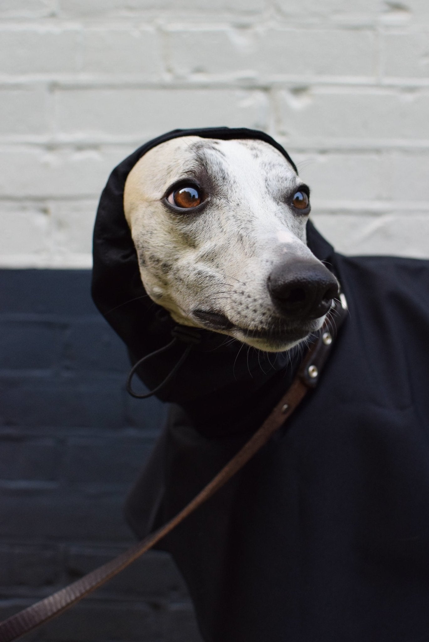 The Dramac (wholesale) - Skinny Dog Collective