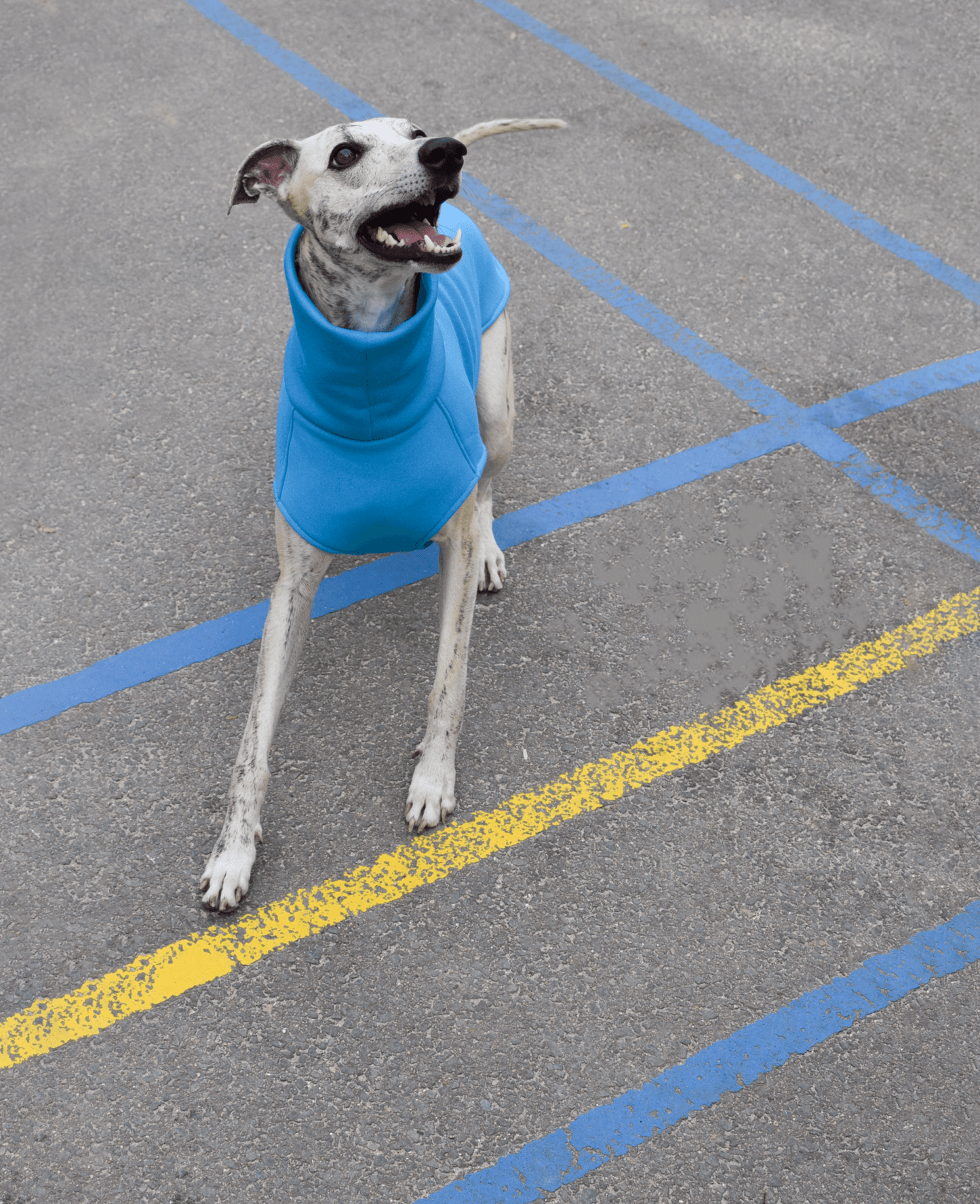 The Daily Longsleeve in lagoon - Skinny Dog Collective