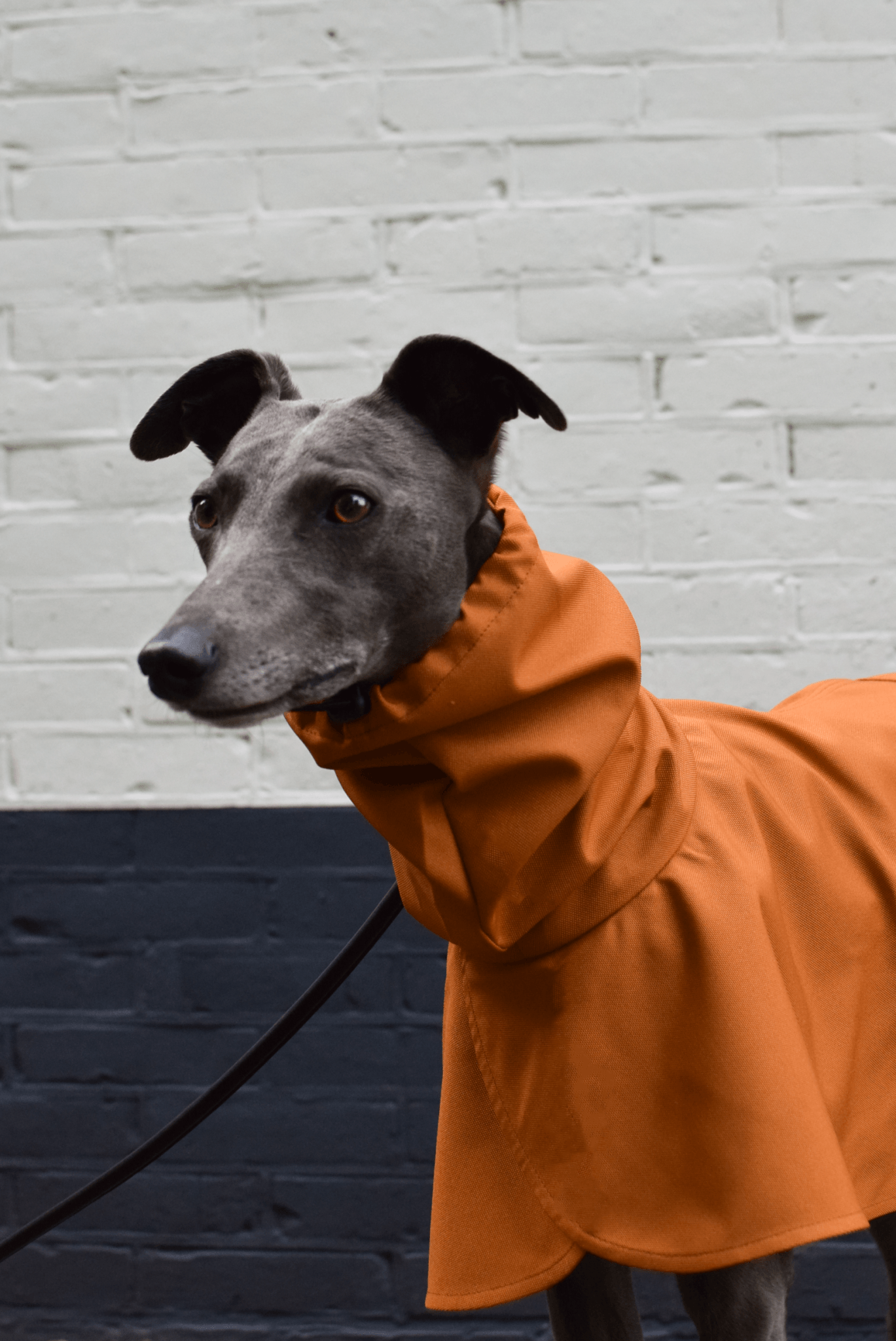 The Dramac in amber- Skinny Dog Collective