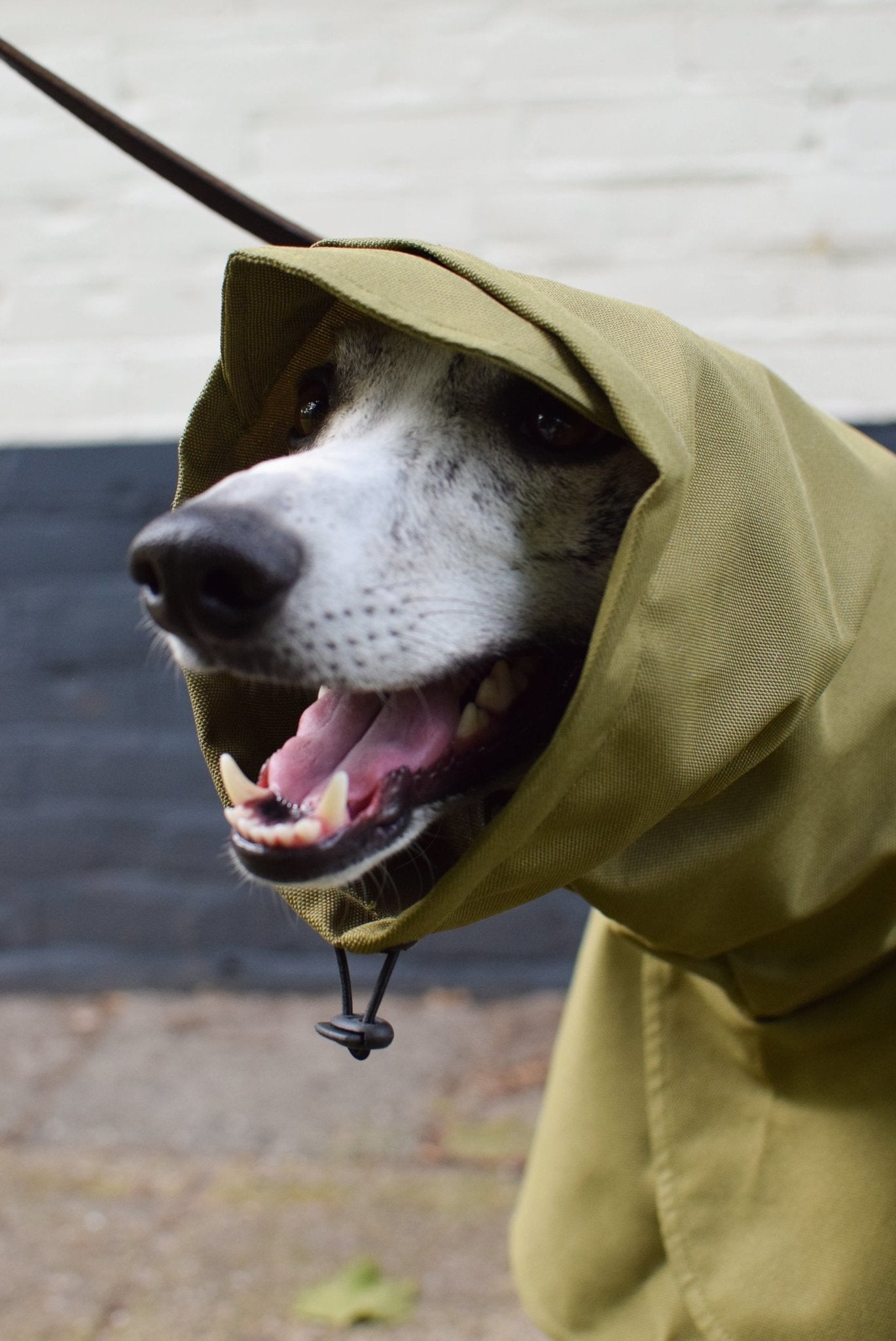 The Dramac in olive - Skinny Dog Collective